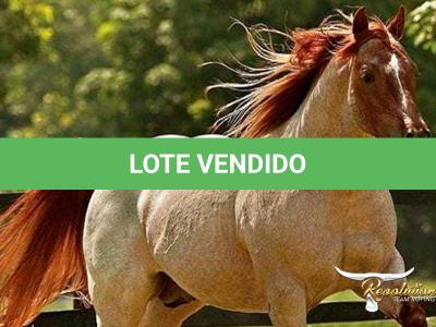 LOTE 032 - PEPTO RUBY CAT (Coberturas)