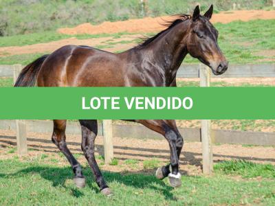 LOTE 008 - INDIAN BOONSMAL SN