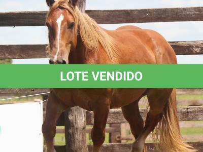 LOTE 005 - FAVACHO