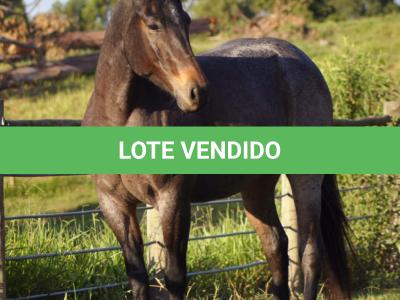 LOTE 006 - PEROLA HANCOCK SMR