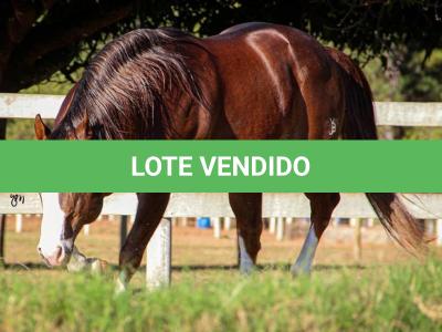 LOTE 036 - SECOND AMENDENT (Coberturas)