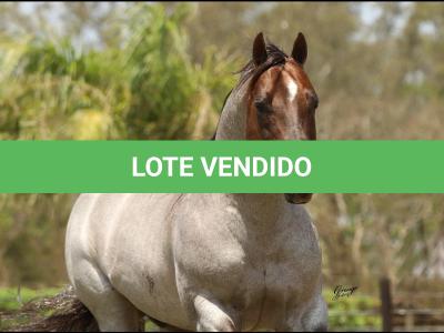 LOTE 100 - METALLIC REY STAR 4M (Coberturas)