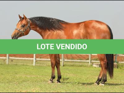 LOTE 005 - BRENA WINNIN DU VAL