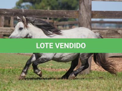 LOTE 015 - TOQUINHO