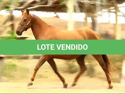 LOTE 003 - TINA JAY CASH