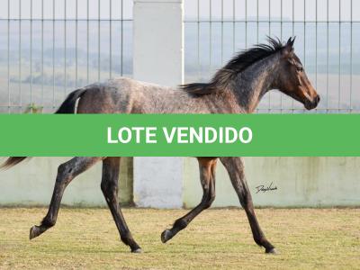 LOTE 012 - GAUCHO OLENA
