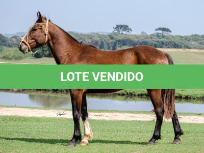 LOTE 001 - SINUELO DA FLORÊNCIA