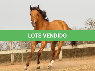 LOTE 008 - DEFENDER THE GUNS