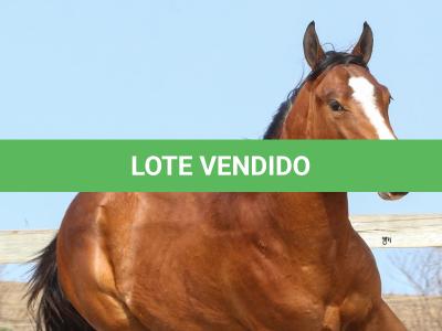 LOTE 020 - IRON POCO GUN YBJ
