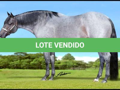 LOTE 003 - BLUE BOONSMAL (Coberturas)