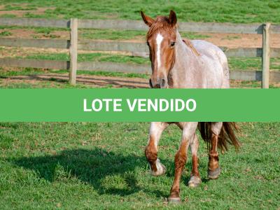 LOTE 016 - JARARACA DA CAPIVARA