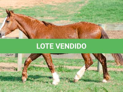 LOTE 004 - KYLIAN DA CAPIVARA