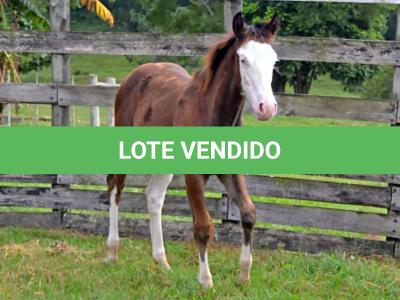 LOTE 002 - CHEX FROM SHINER´S