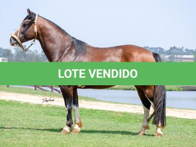 LOTE 007 - GOVERNADOR DA FLORÊNCIA