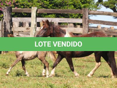 LOTE 002 - ESTRELA