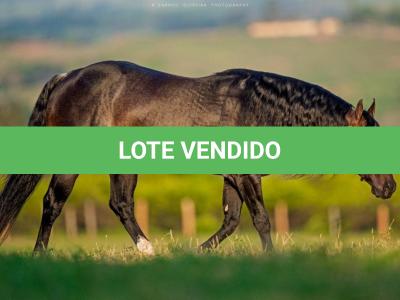 LOTE 031 - OUT FOXIN THE CAT (Coberturas)