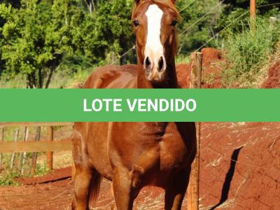 LOTE 021 - JOHN CAT GUN CDA