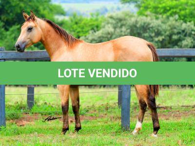 LOTE 006 - SHINER LITTLE CIELO
