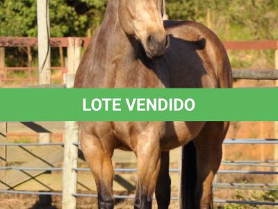 LOTE 001 - REYNA SHINER MIL