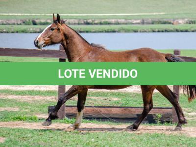 LOTE 001 - SINUELO DA FLORÊNCIA