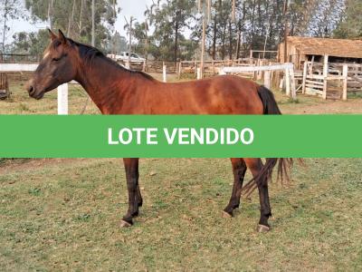 LOTE 004 - EVERY SMART BAYOU YM