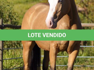 LOTE 003 - PRETTY GUN MIME