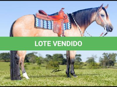 LOTE 009 - LIKE A DUN'IT