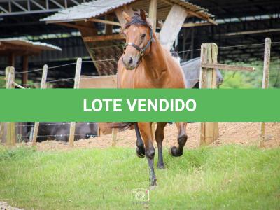 LOTE 004 - TINA OKIE WINPY  (2x1)