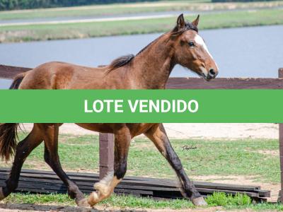 LOTE 001 - SINUELO DA FLORÊNCIA