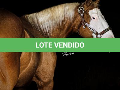 LOTE -200 - ROOSTER PALE FACE (COBERTURAS)
