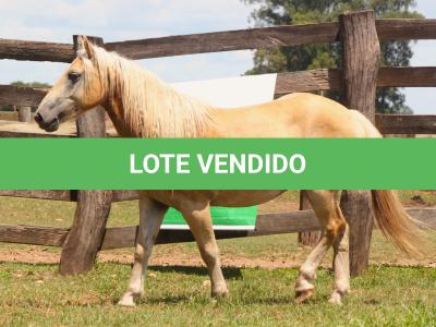 LOTE 006 - CHUCRUTES