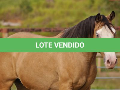 LOTE 003 - PRETTY GUN MIME