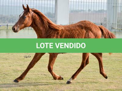 LOTE 013 - JACK FLYER