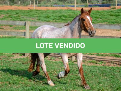 LOTE 016 - JARARACA DA CAPIVARA