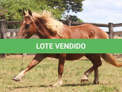 LOTE 011 - ARTILHEIRO
