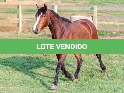 LOTE 002 - JOIA DA CAPIVARA