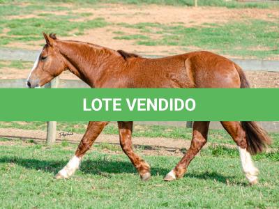 LOTE 004 - KYLIAN DA CAPIVARA