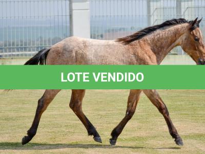 LOTE 019 - GAUCHO HICKORY