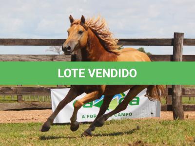 LOTE 013 - MEXICANO