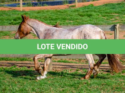 LOTE 016 - JARARACA DA CAPIVARA