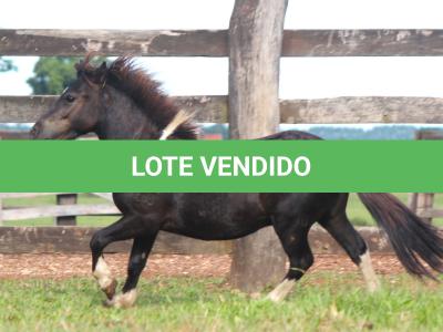 LOTE 011 - PRESTÍGIO