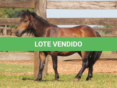 LOTE 017 - CHOCOLATE