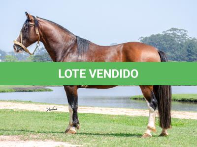 LOTE 007 - GOVERNADOR DA FLORÊNCIA