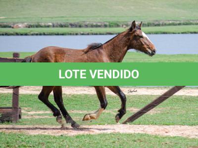 LOTE 001 - SINUELO DA FLORÊNCIA