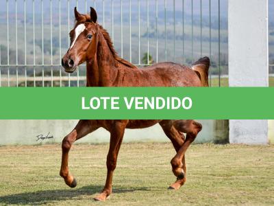 LOTE 020 - SPORTIN BLUE BOON