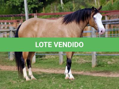 LOTE 003 - PRETTY GUN MIME