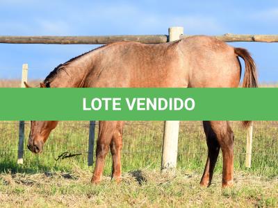LOTE 022 - ZEUS BET CAT CDA