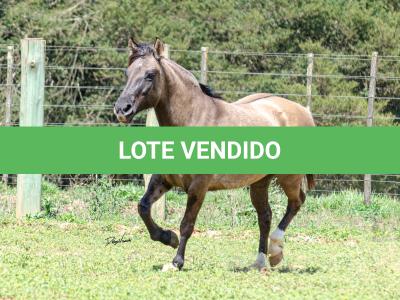 LOTE 015 - LOS MOIRONES IANSÃ