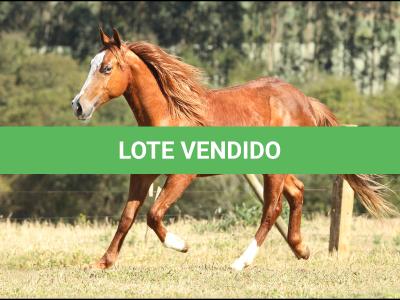 LOTE 018 - BOBY LIL PEPY