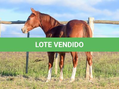 LOTE 021 - JOHN CAT GUN CDA